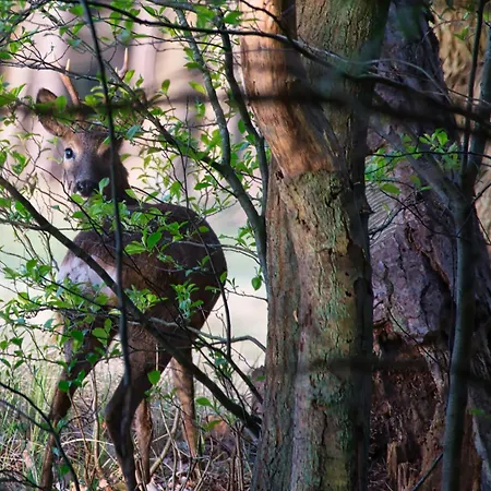 Auerhahn Ferienhaeuser Auerhahn 601 別荘