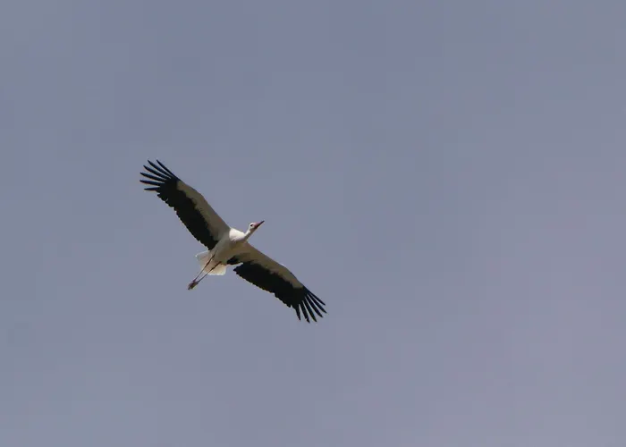 Auerhahn Ferienhaeuser Auerhahn 601 Prázdninový dům Hasselfelde