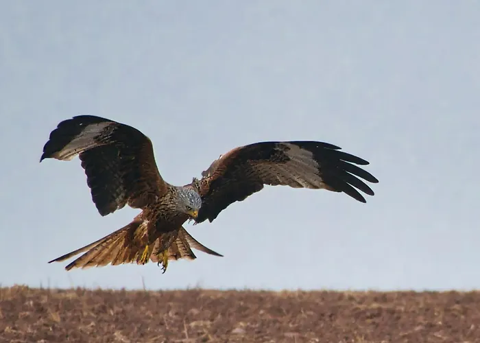 Auerhahn Ferienhaeuser Auerhahn 601 Hasselfelde