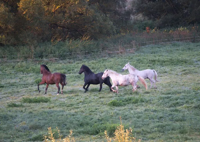 Auerhahn Ferienhaeuser Auerhahn 601 * Hasselfelde