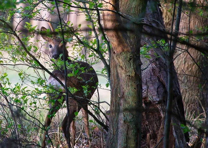 Auerhahn Ferienhaeuser Auerhahn 601 Prázdninový dům